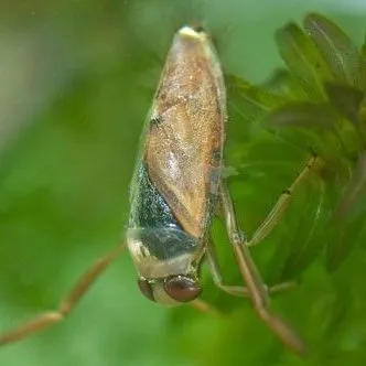 thumbnail for publication: Common Backswimmer Notonecta glauca (Linnaeus 1758) (Hemiptera: Notonectidae)